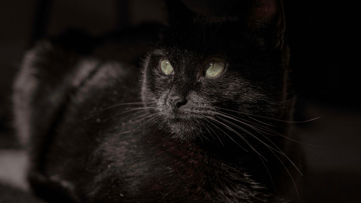 黒猫の玉响