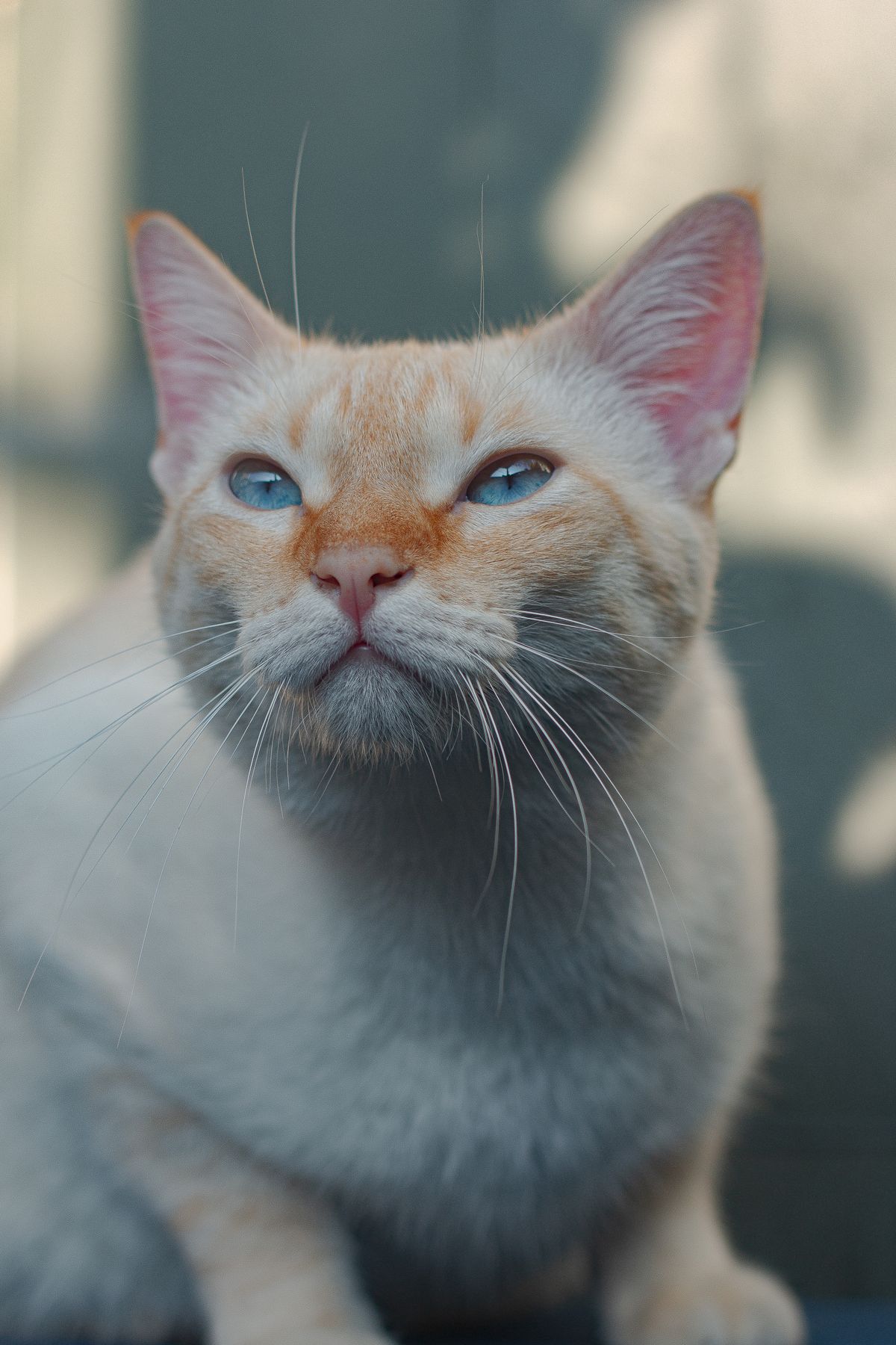 クリーム色の猫、小春